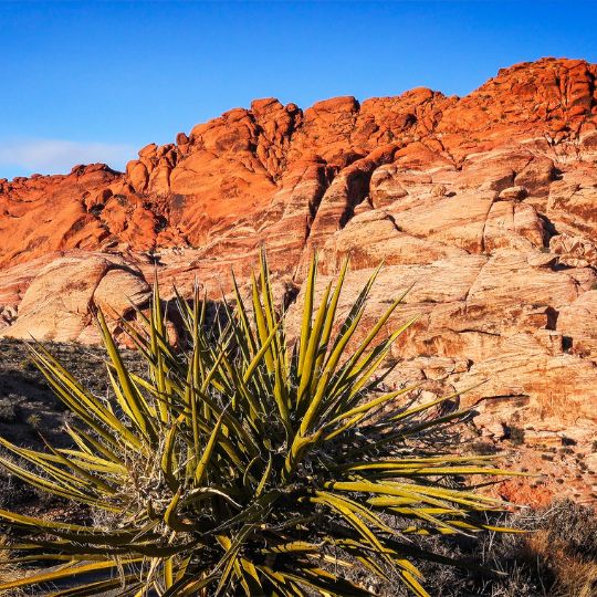 Paleontological History of Red Rock Canyon
