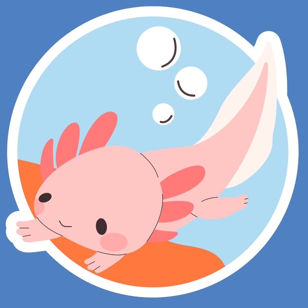 STEAM Team - Amazing Axolotls!